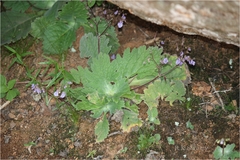 Didymocarpus innominatus